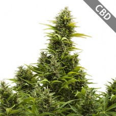 Насіння (CBD) Medikit Feminised