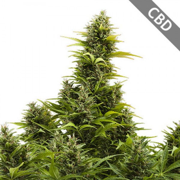 Насіння (CBD) Medikit Feminised