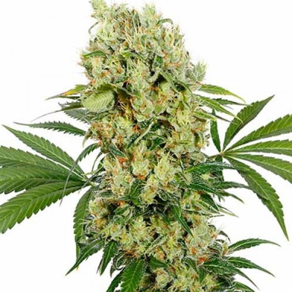 Насіння (CBD) Medikit Feminised