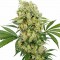 Насіння (CBD) Medikit Feminised