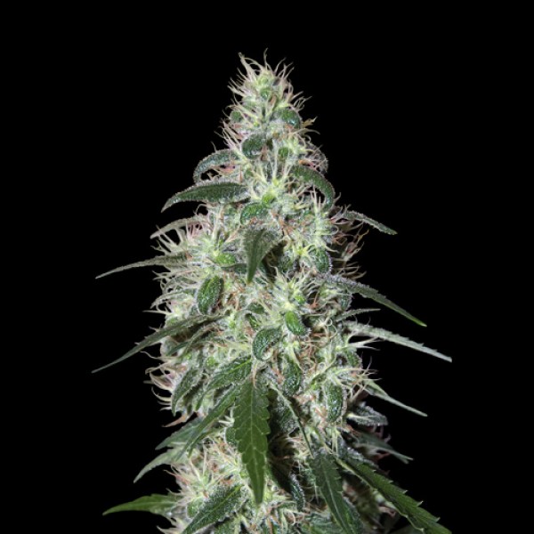 Pulsar Feminised