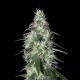 Pulsar Feminised seeds
