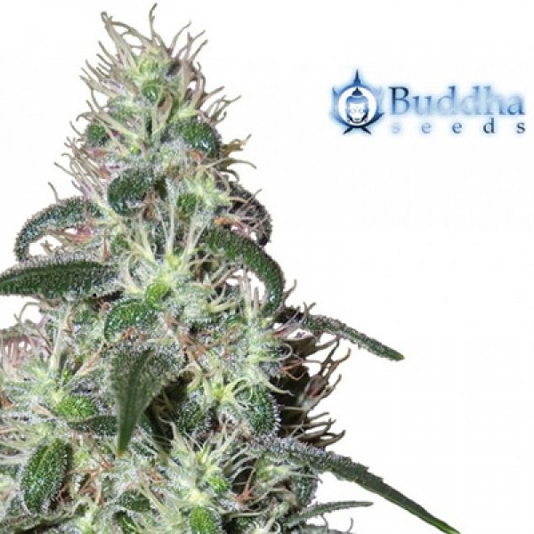 Pulsar Feminised