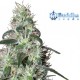 Pulsar Feminised seeds