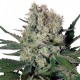 Auto Syrup Feminised seeds