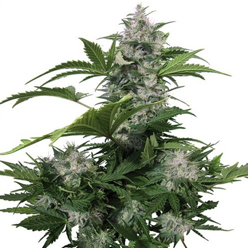 Auto White Dwarf Feminised seeds