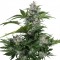 Auto White Dwarf Feminised seeds