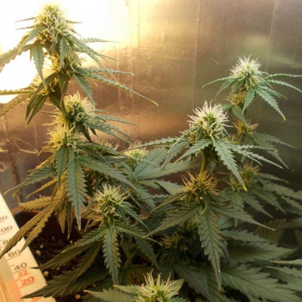 Auto White Dwarf Feminised seeds