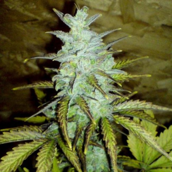 Auto White Dwarf Feminised seeds