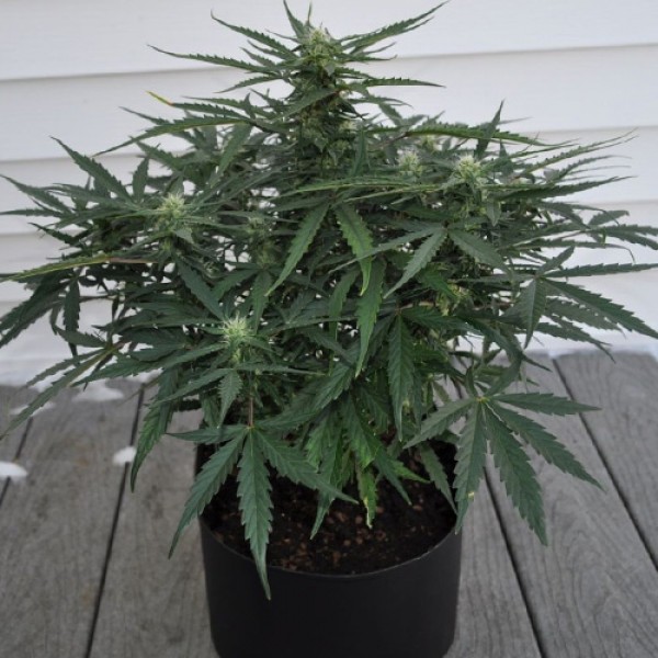 Auto White Dwarf Feminised seeds