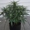 Auto White Dwarf Feminised seeds