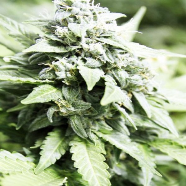 Auto White Dwarf Feminised seeds