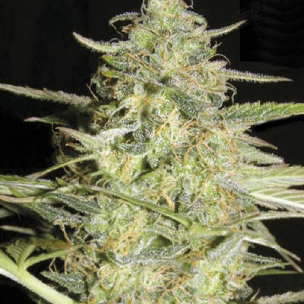 Auto Amnesia Platinum Feminised seeds