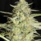 Auto Amnesia Platinum Feminised seeds