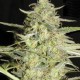 Auto Amnesia Platinum Feminised seeds