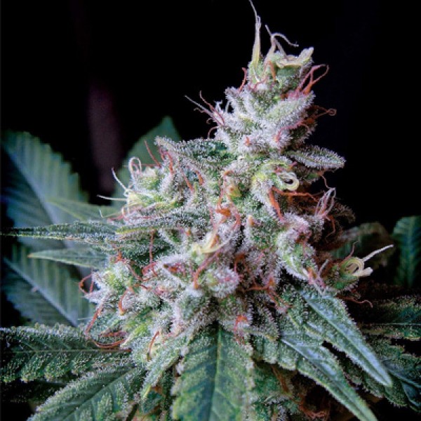 Auto Caramel King Feminised seeds