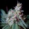 Auto Caramel King Feminised seeds