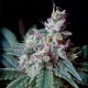 Auto Caramel King Feminised seeds