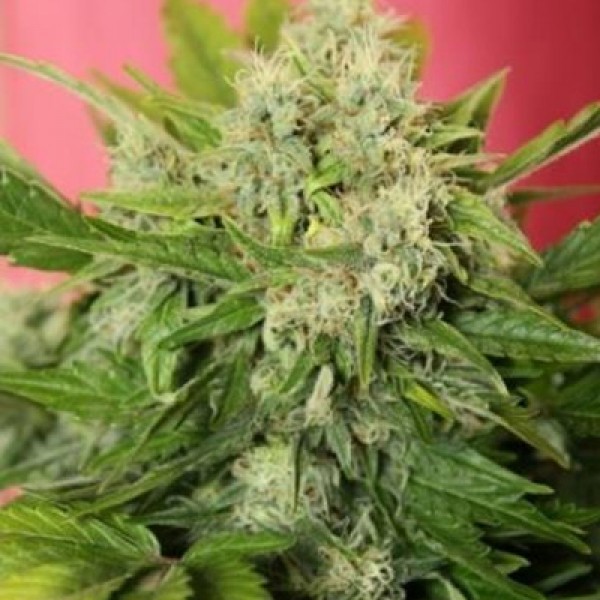 Auto Chronical Feminised seeds