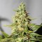 Auto Chronical Feminised seeds