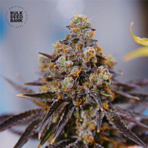 Auto NBA Diesel Feminised seeds