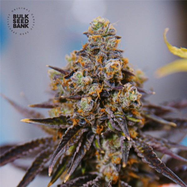 Auto NBA Diesel Feminised seeds
