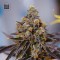 Auto NBA Diesel Feminised seeds