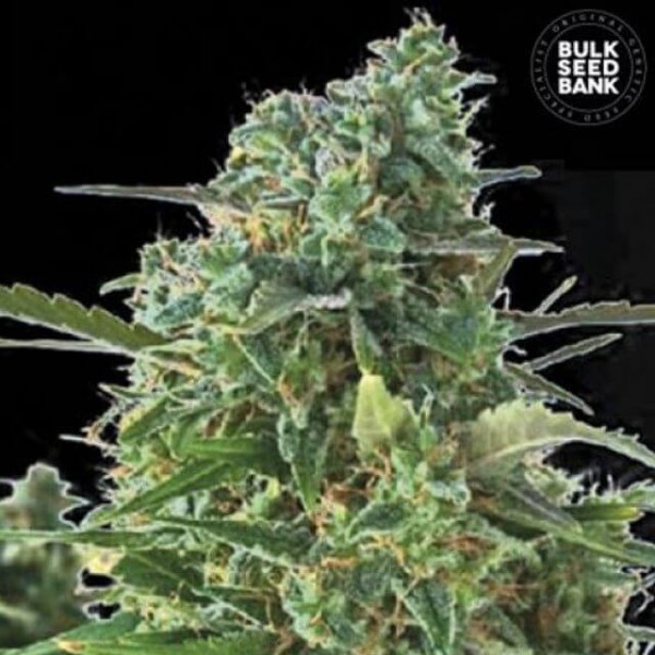 Auto NBA Diesel Feminised seeds
