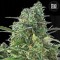 Auto NBA Diesel Feminised seeds