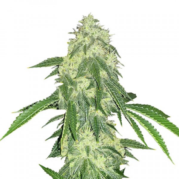 Auto Northern Lights Feminised seeds