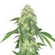 Auto Northern Lights Feminised seeds Auto Northern Lights Feminised seeds