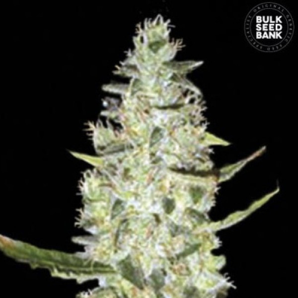 Auto Special Skunk Feminised seeds