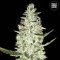 Auto Special Skunk Feminised seeds