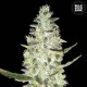 Auto Special Skunk Feminised seeds
