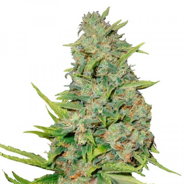 Auto Ak Feminised seeds