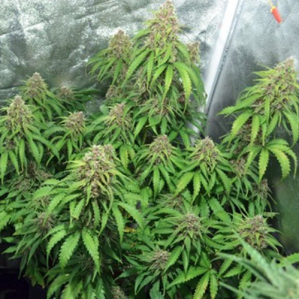 Auto Ak Feminised seeds