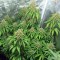 Auto Ak Feminised seeds