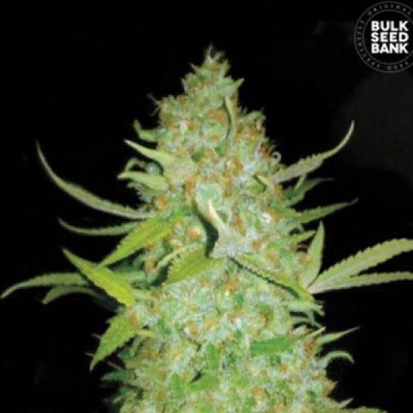 Auto Ak Feminised seeds