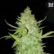 Auto Ak Feminised seeds