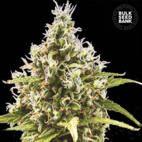 Насіння Auto Amnesia Haze Feminised