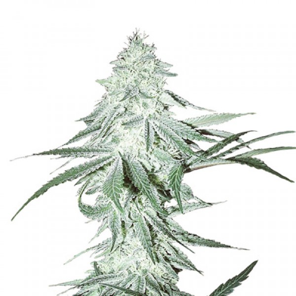 Насіння Auto Amnesia Haze Feminised