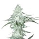 Auto Amnesia Haze Feminised