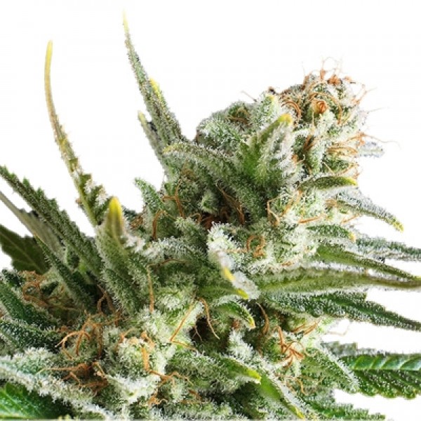 Насіння Auto Amnesia Haze Feminised