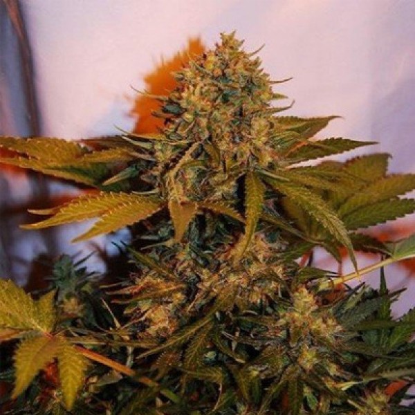 Auto Bigger Bud Feminised seeds