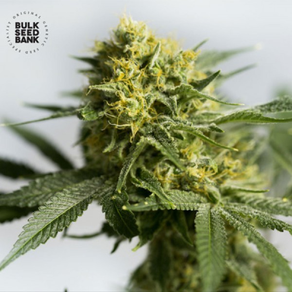 Auto Bigger Bud Feminised seeds