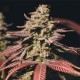 Auto Bubblegum Extra Feminised seeds