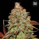 Auto Bubblegum Extra Feminised seeds