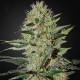 Насіння Auto Cheese Feminised