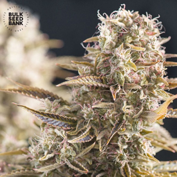 Auto Cocopopo Feminised seeds