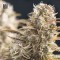Auto Cocopopo Feminised seeds
